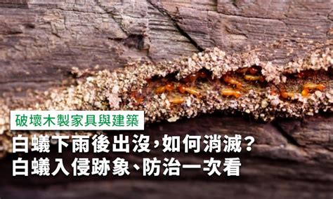 如何知道有白蟻|白蟻跡象有哪些？白蟻入侵自救3招，家裡出現白色螞。